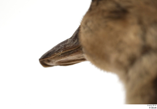 Wild duck Anas platyrhynchos beak head 0004.jpg